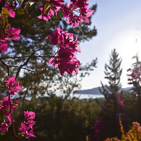 ホテル シンボラ ビーチ